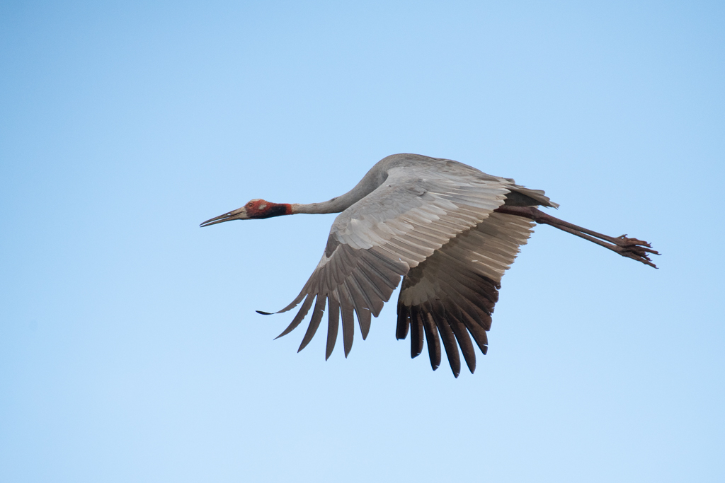 Michael Snedic - Birding Far Nth QLD
