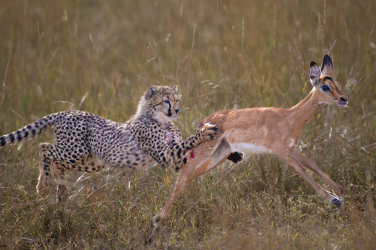 Practise hunting