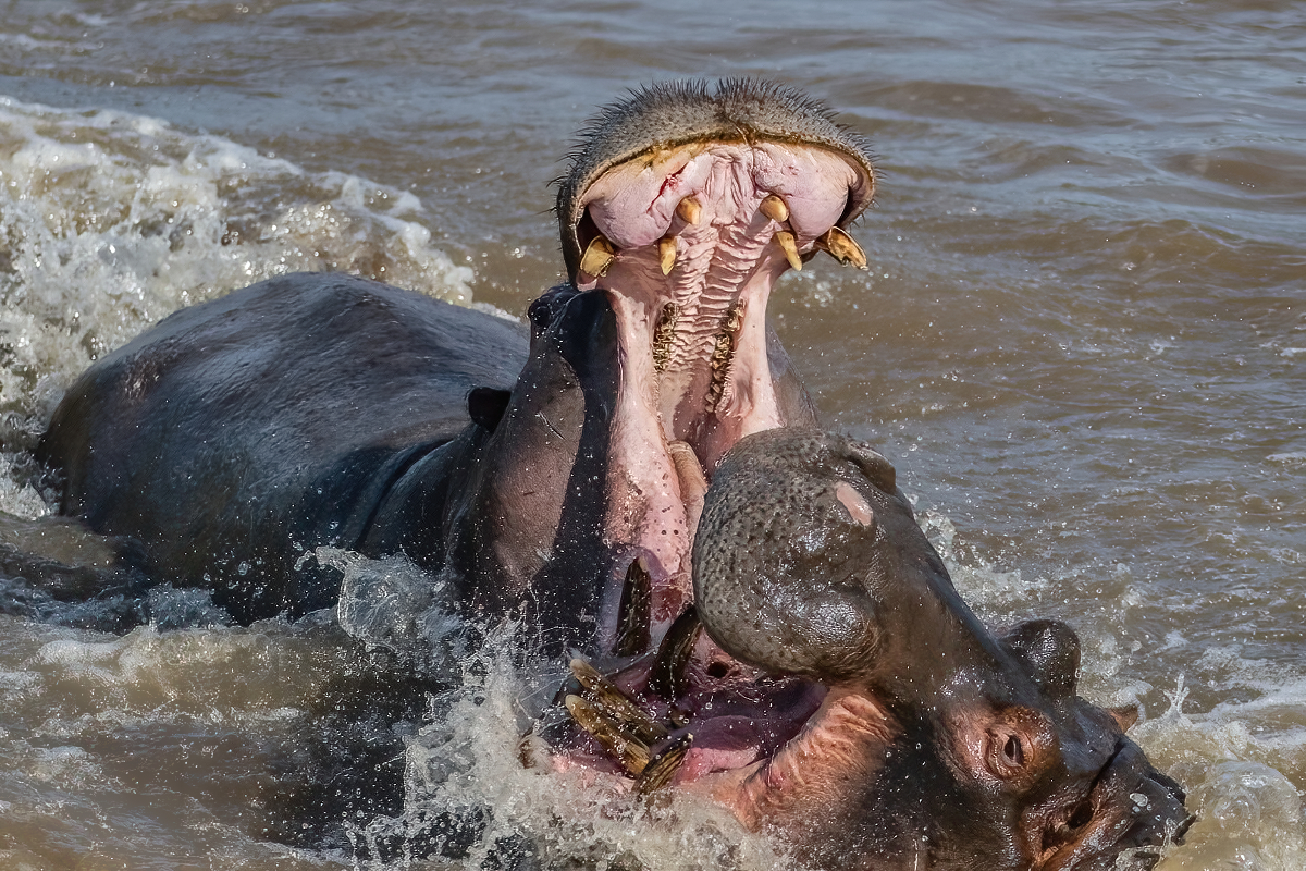 Fighting Hippos