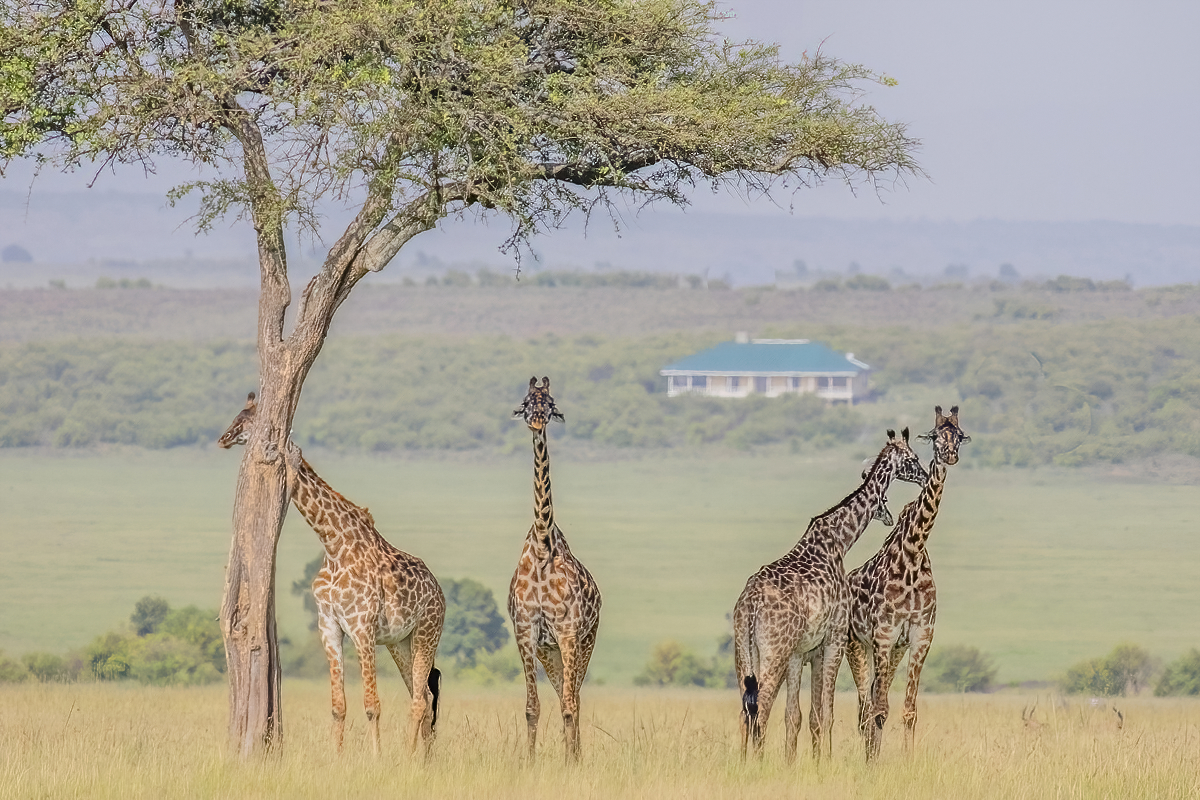 Mlima with giraffes