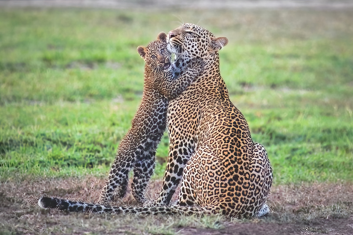 Mother and cub