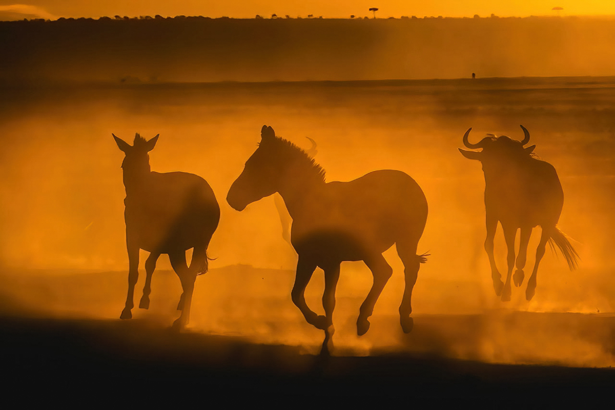 Sunrise Zebras