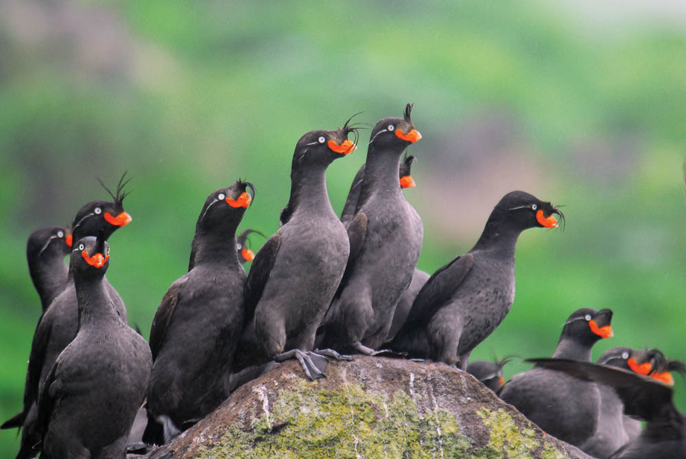A R Russ Auklets