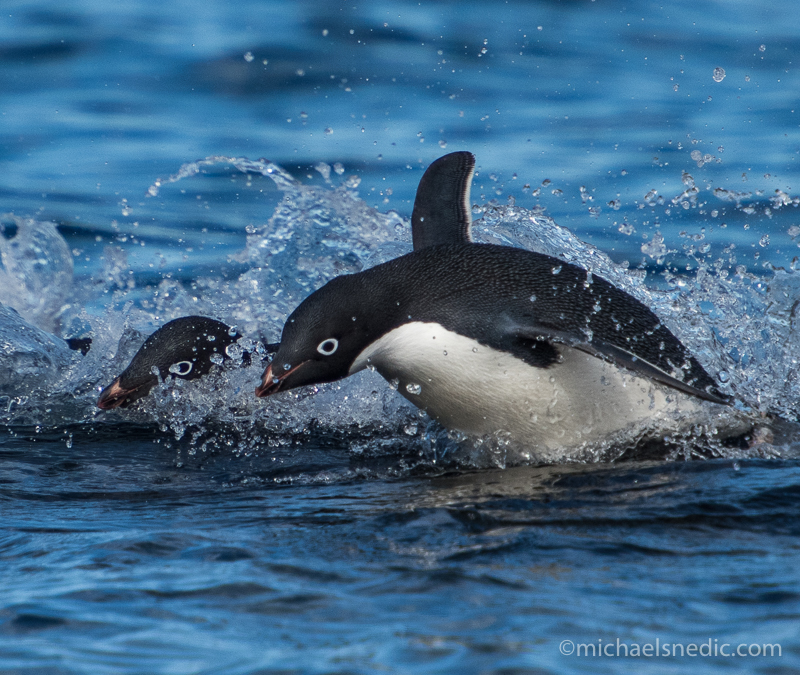 Adelie Penguins