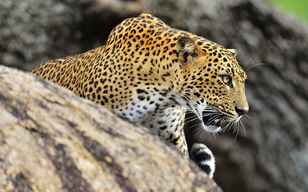 Asian Leopard