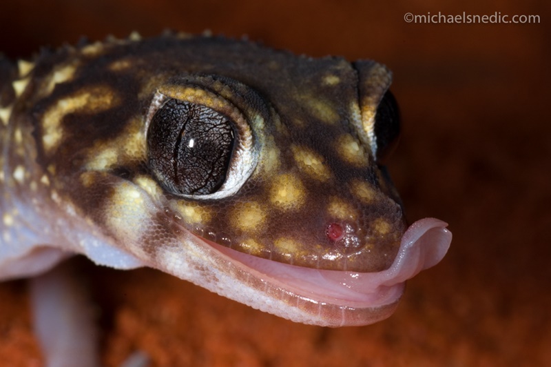 Tips for Photographing Reptiles