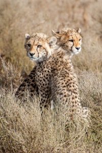 cheetah siblings cheetah siblings