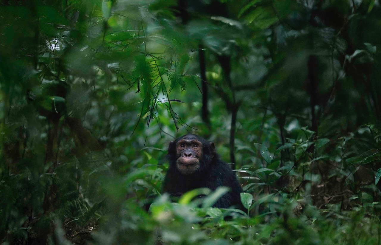 Chimp_2