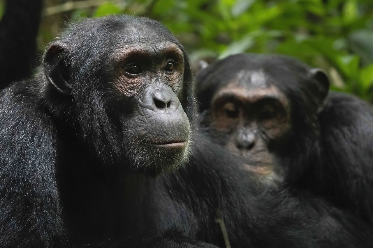 Chimps