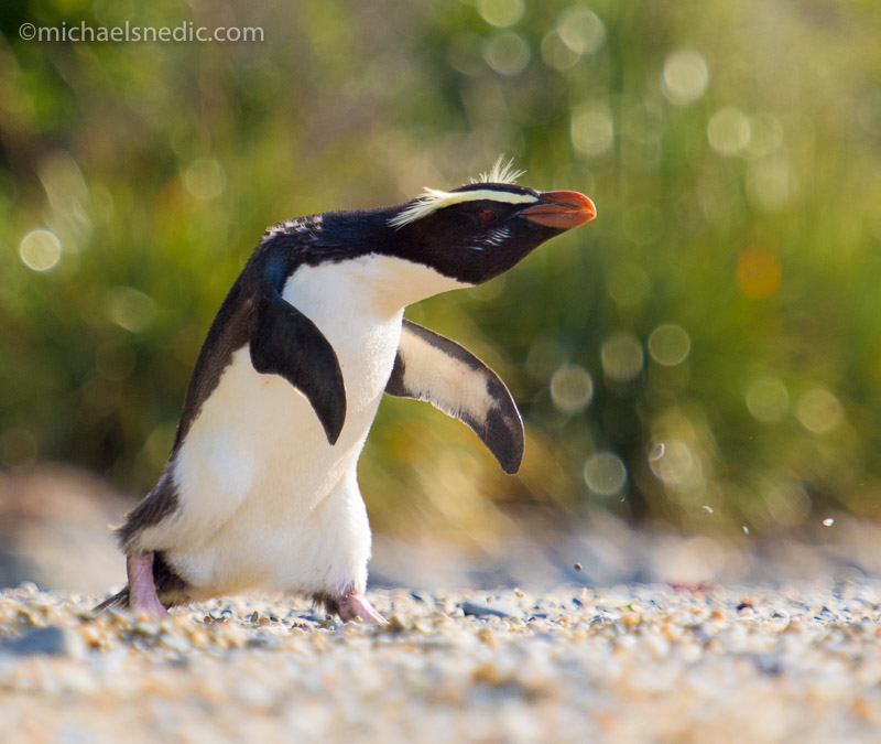 crested fiordland penguin