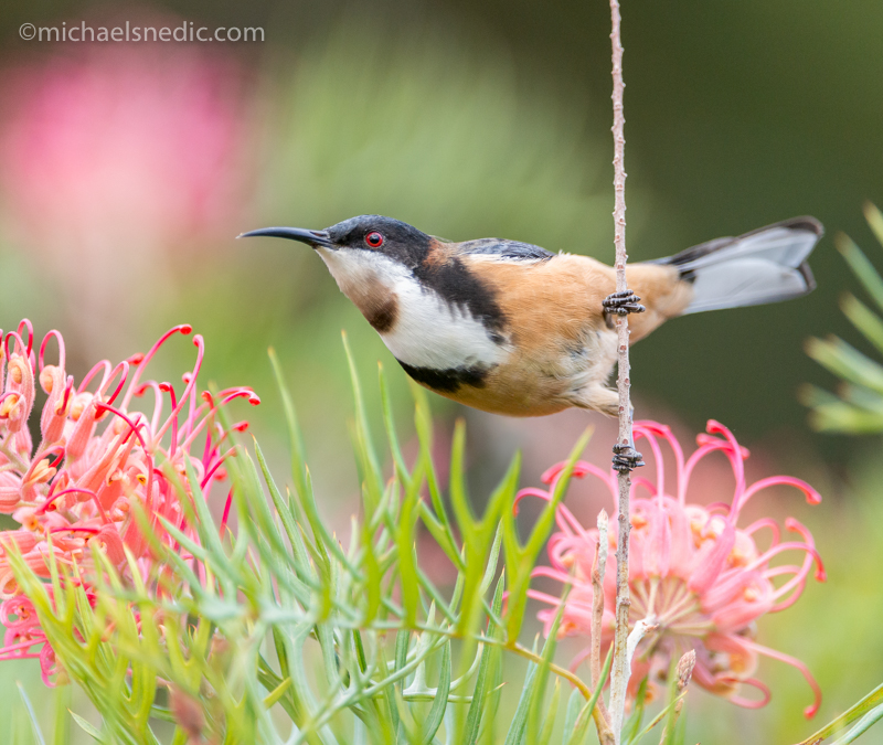Eastern Spinebill