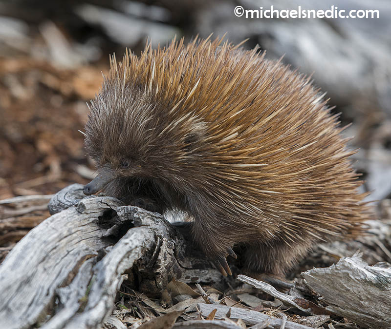 Echidna