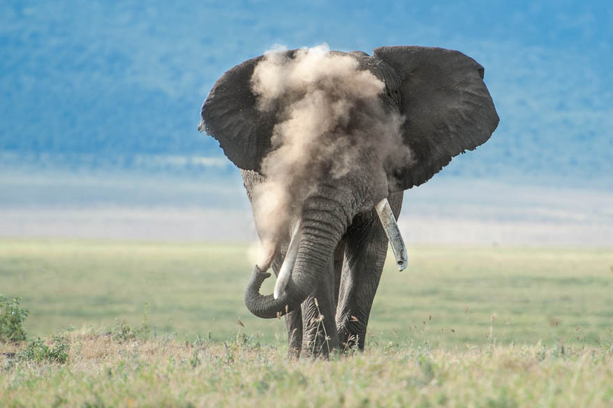 Elephan Dust | 11 Day Kenyan Wildlife Photographic Safari
