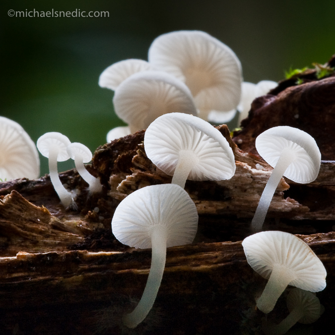 Gilled Fungi
