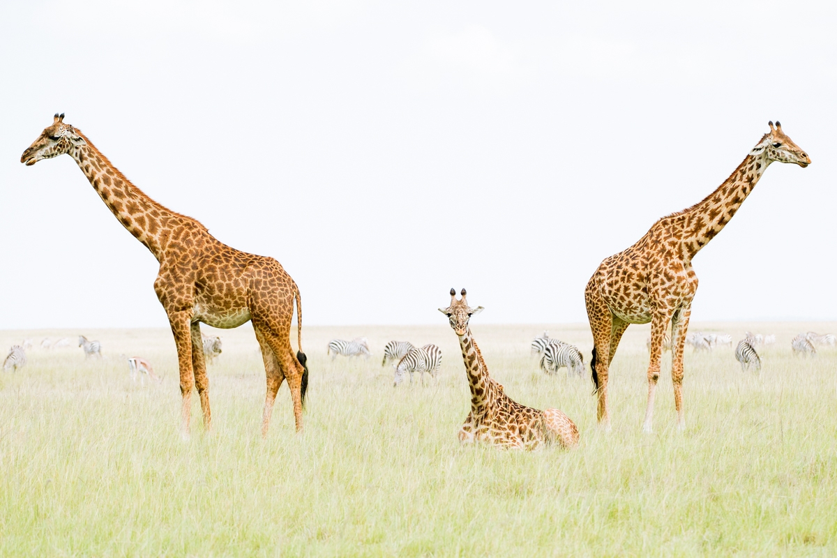 Giraffe family