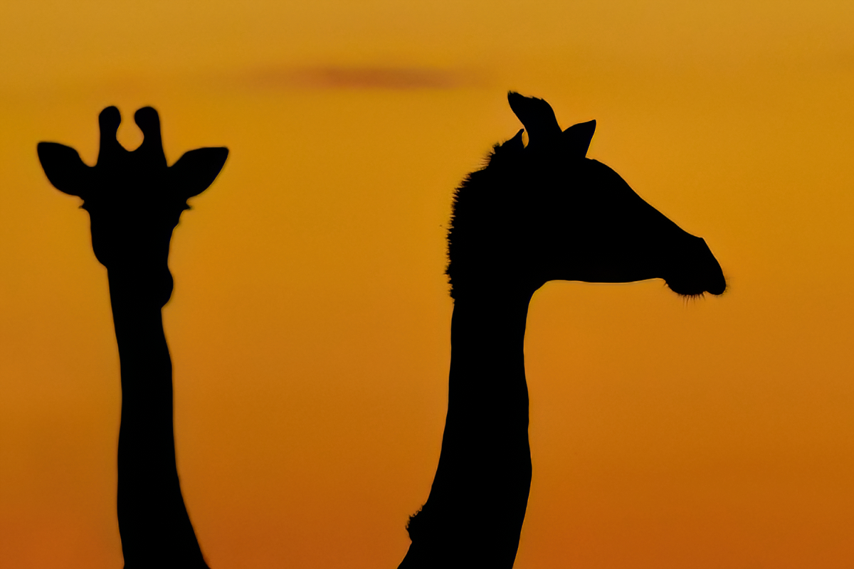 Giraffes at sunset
