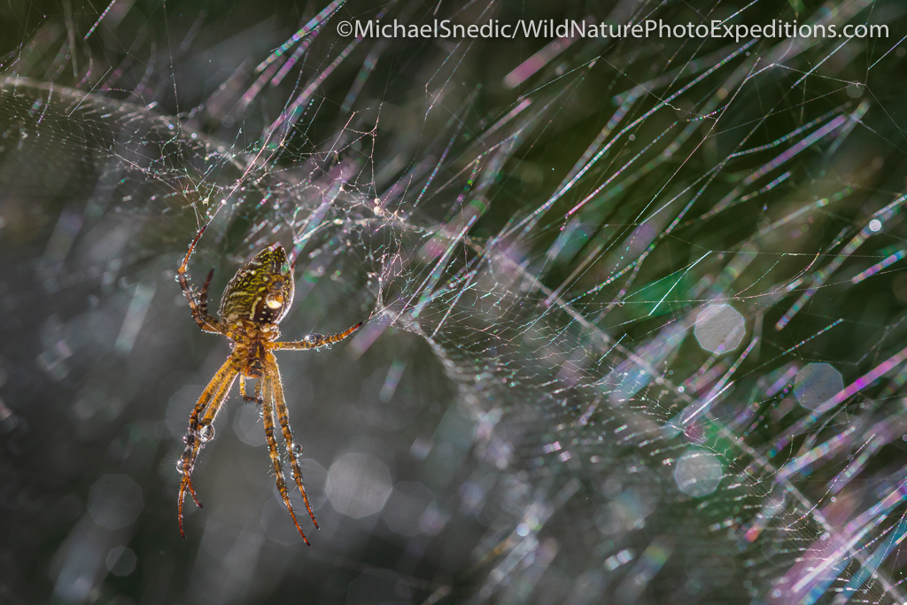 Golden Orb Spider