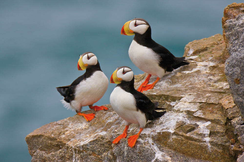 © J E Ross Horned Puffins (Fratercula corniculata), Kolyuchin Island, Chuko | 12 Day Russian Photography Tour © J E Ross Horned Puffins (Fratercula corniculata), Kolyuchin Island, Chuko | 12 Day Russian Photography Tour