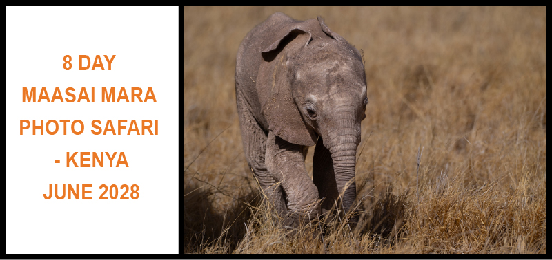 8 DAY MAASAI MARA PHOTO SAFARI - KENYA JUNE 2028