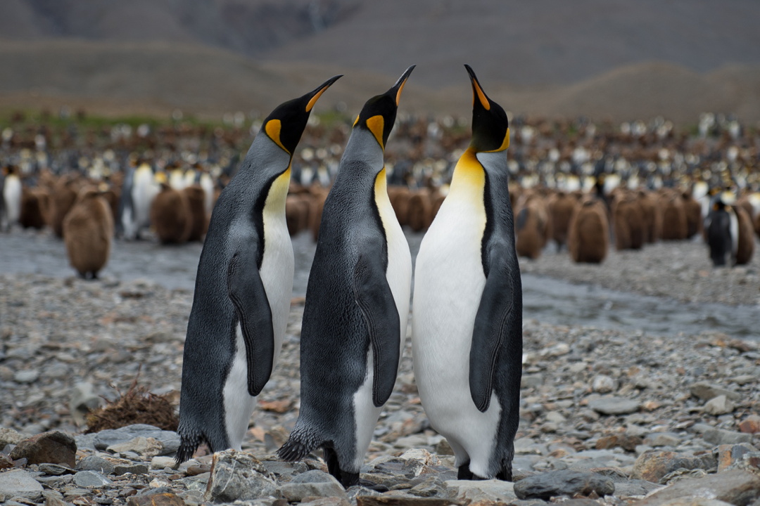 King Penguins on South Georgia