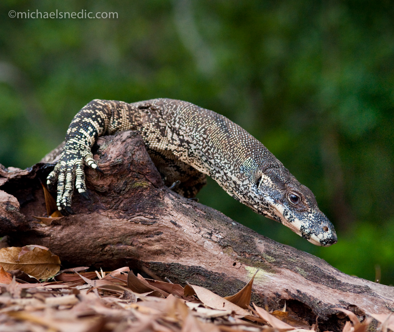 Lace Monitor