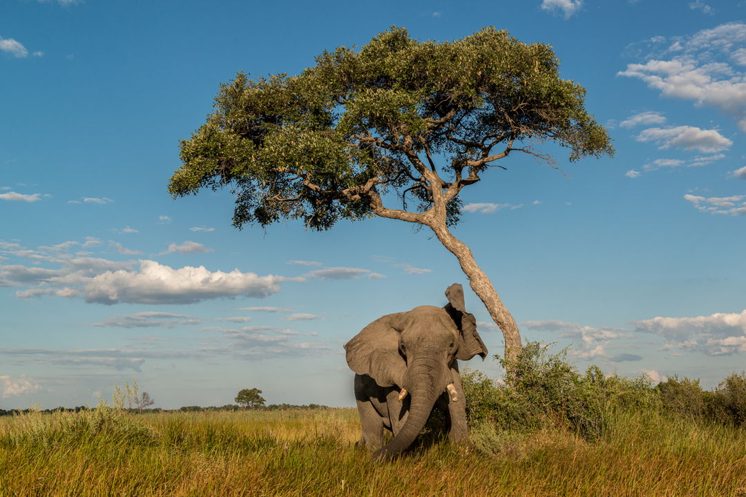 Lone elephant Lone elephant