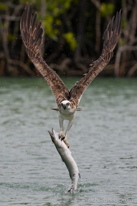 Osprey with fish