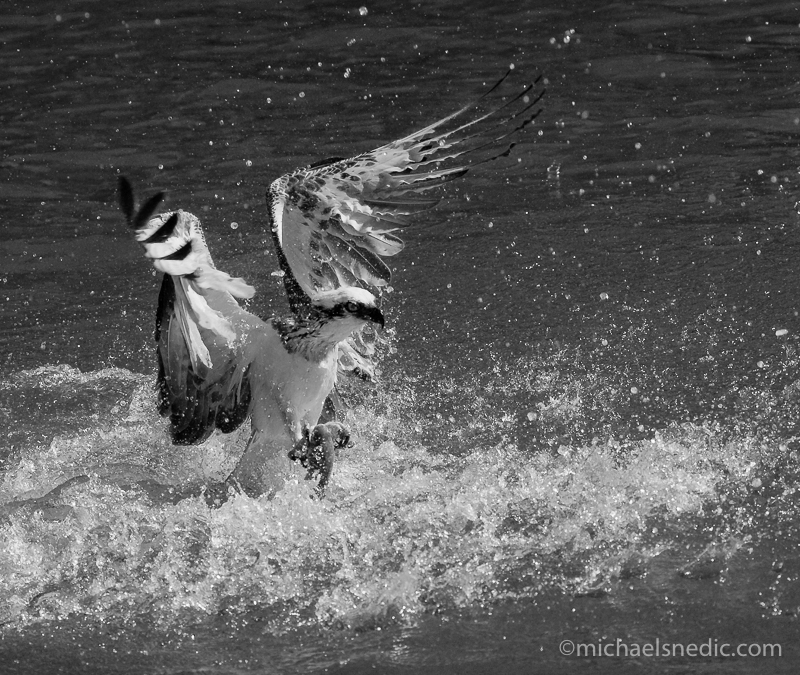 Osprey with fish