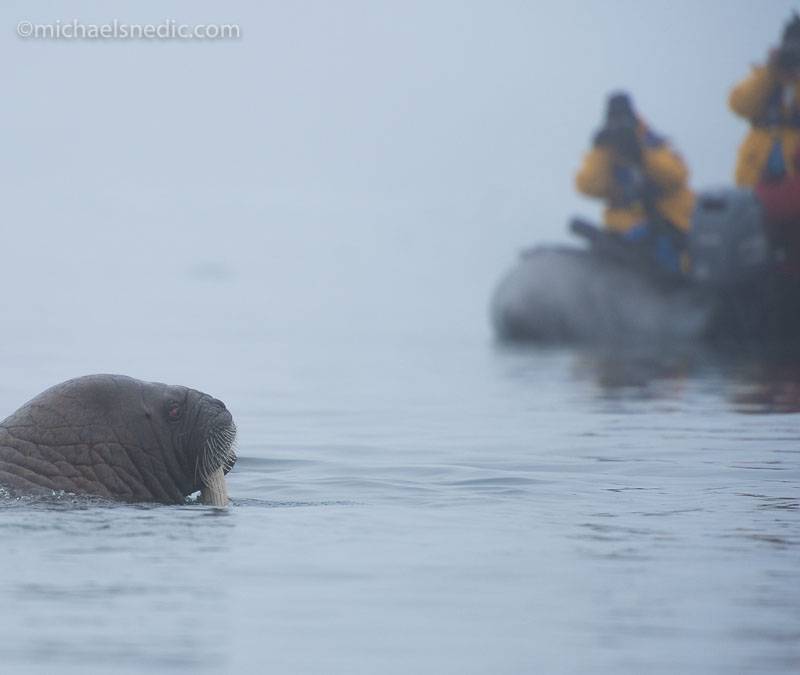 Photographing in Svalbard, the Arctic