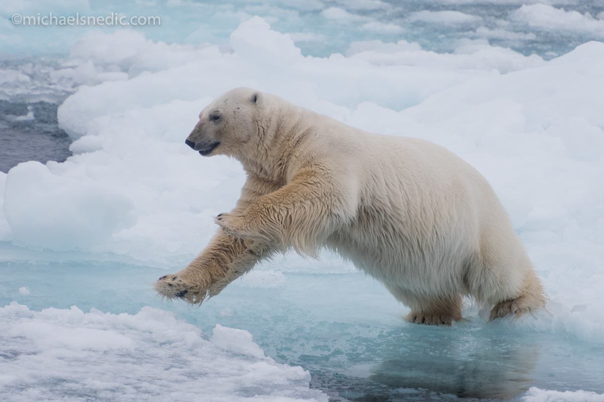 Polar Bear leaping