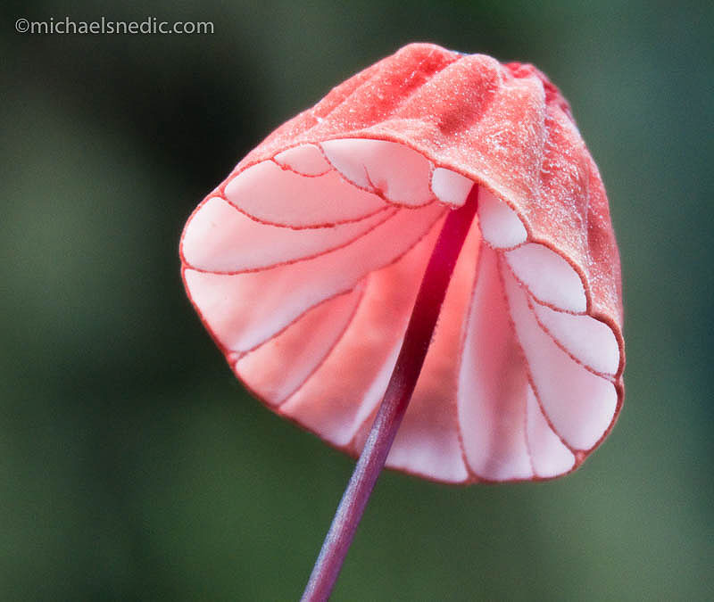 rainforest fungi