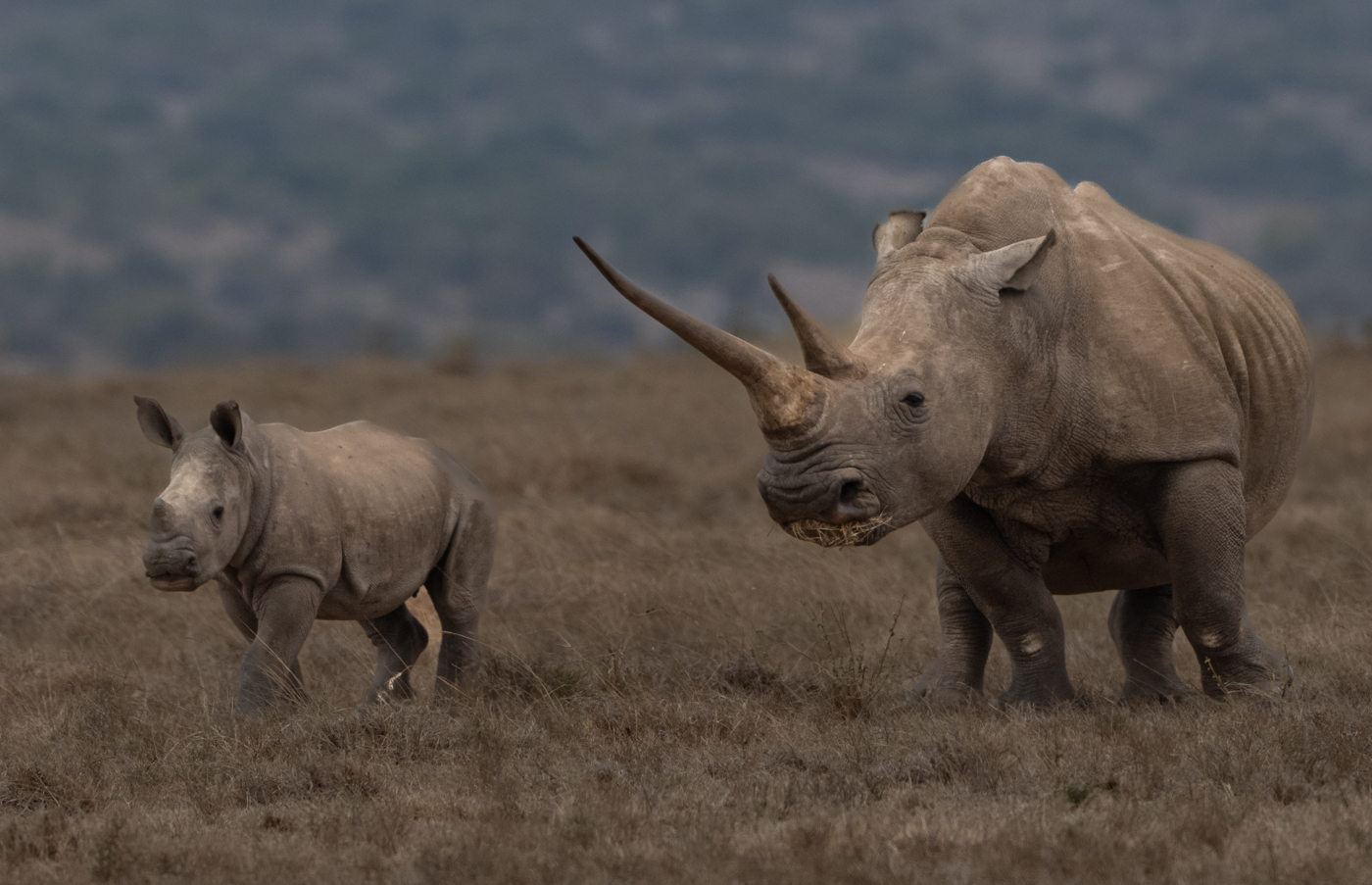 Rhino with calf