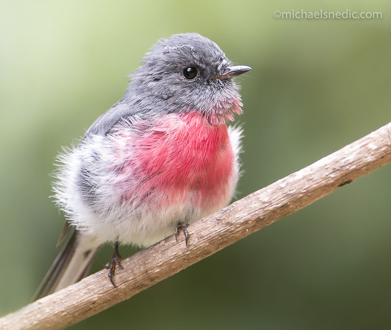 Rose Robin