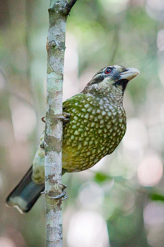 Spotted Catbird