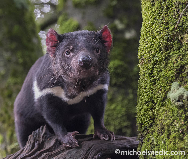 Tasmanian Devil