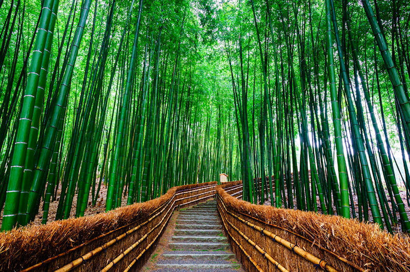bamboo forest japan | Japan Photography Workshop and Tour