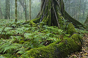 Booyong Buttress Roots | Weekend Bird Photography Workshop
