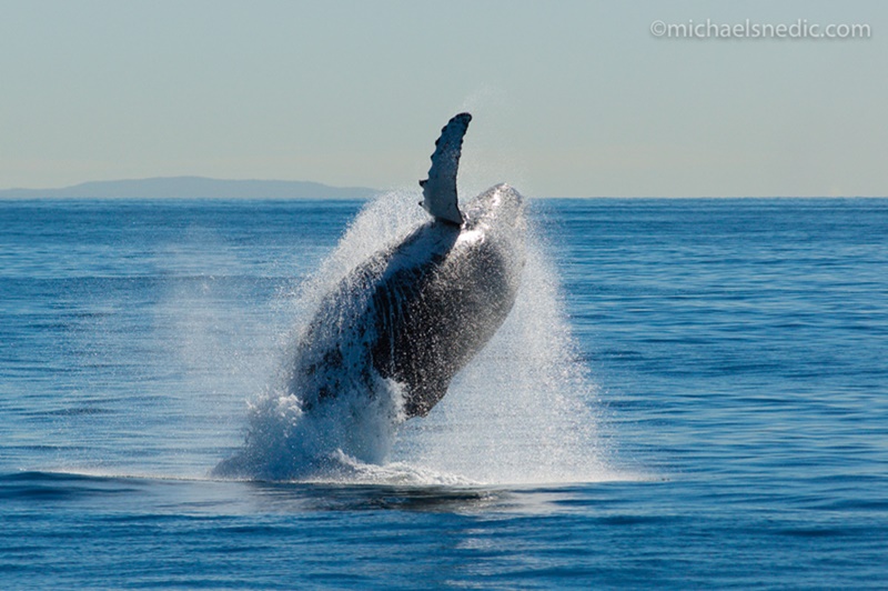 7 Starter Tips to Photographing Wildlife
