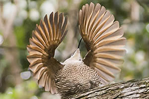 Juvenile Paradise Riflebird displaying | Weekend Bird Photography Workshop