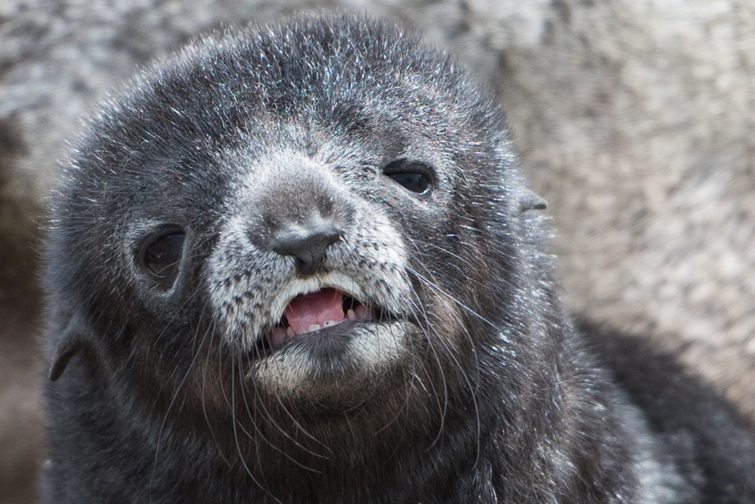 Fur Seal pup South Georgia