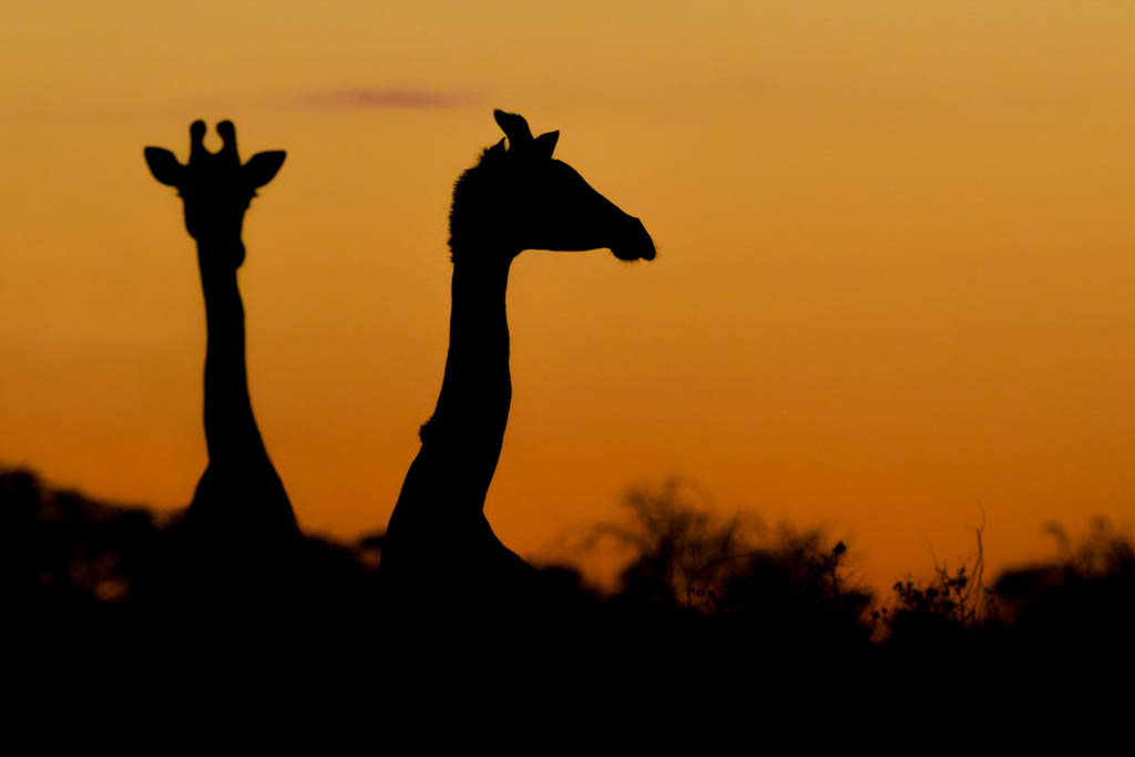 Giraffes at sunset | 11 Day Kenyan Wildlife Photographic Safari Giraffes at sunset | 11 Day Kenyan Wildlife Photographic Safari