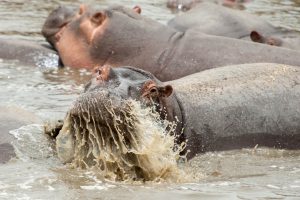 Hippos | 11 Day Kenyan Wildlife Photographic Safari Hippos | 11 Day Kenyan Wildlife Photographic Safari