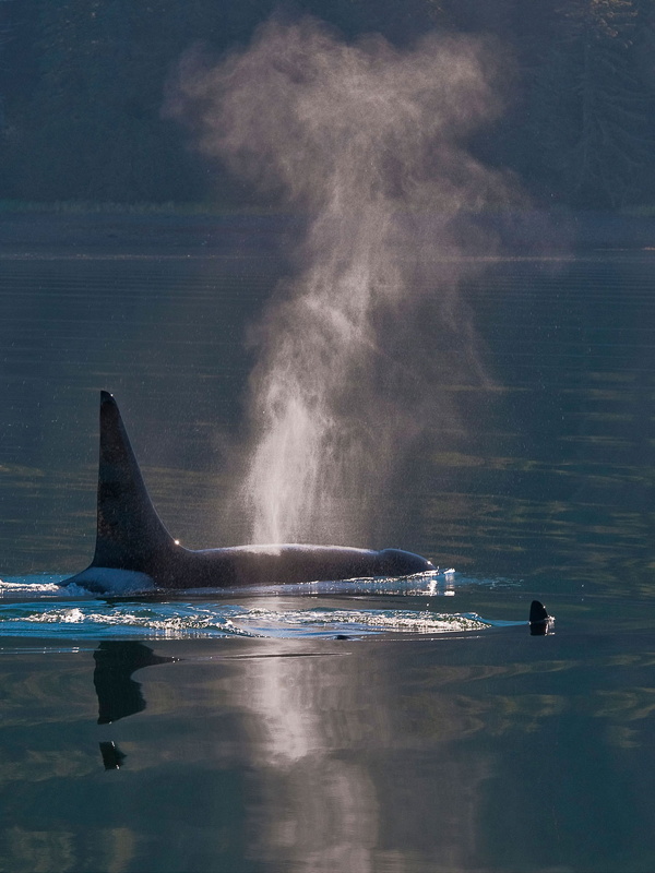 hoonah orca