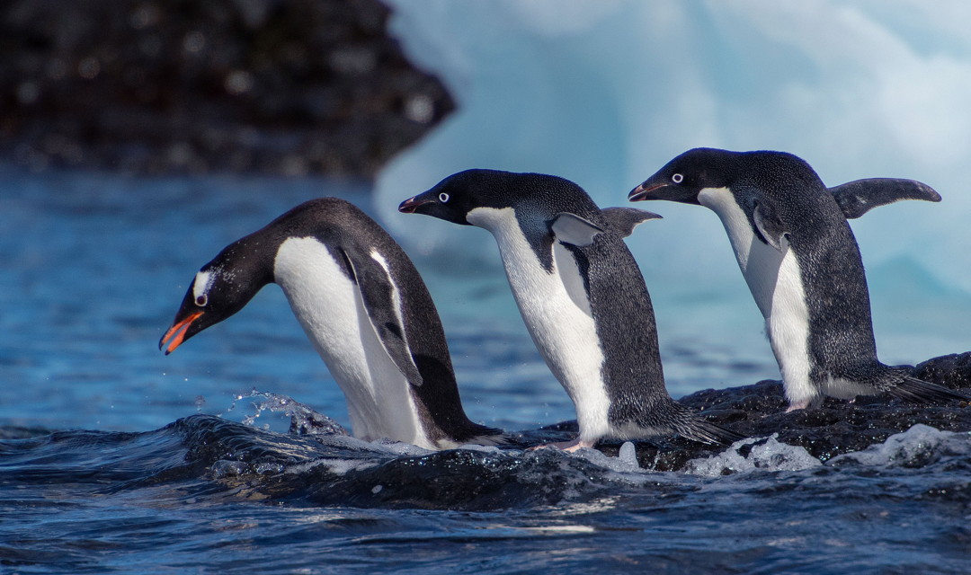 leaping penguins antarctica leaping penguins antarctica