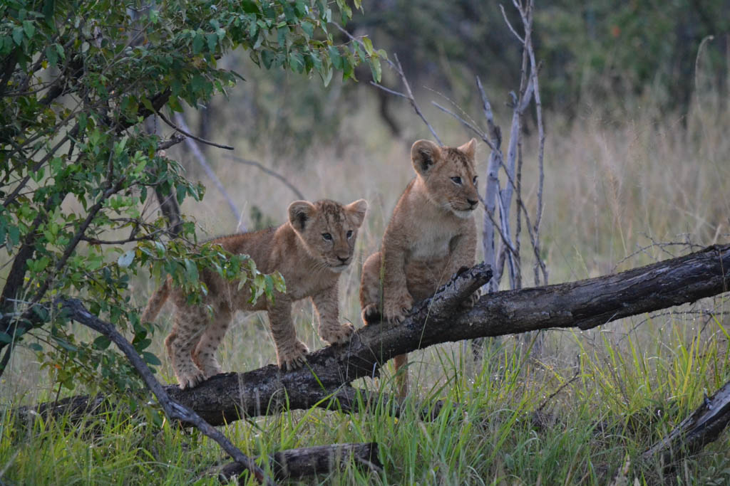 lion cubs at Masai Mara lion cubs at Masai Mara