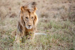 Male lion Male lion