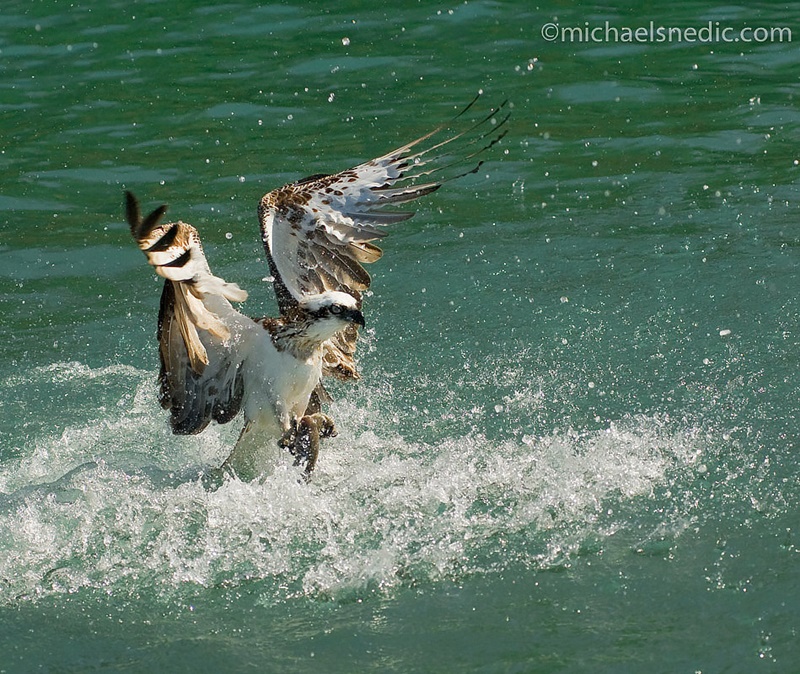 osprey with fish