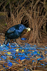Satin Bowerbird at bower | Weekend Bird Photography Workshop