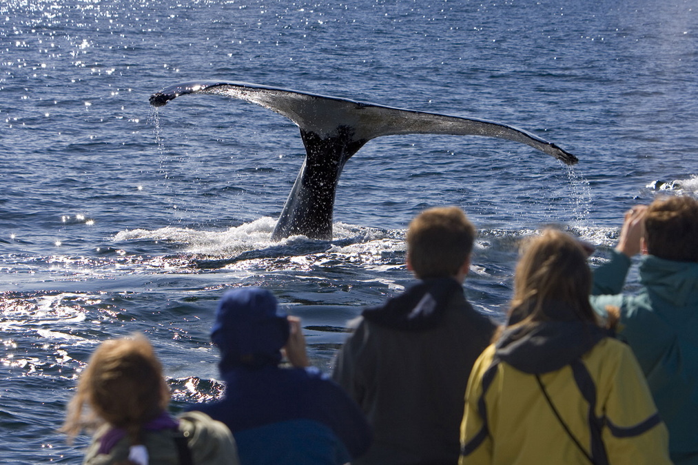 whale fluke