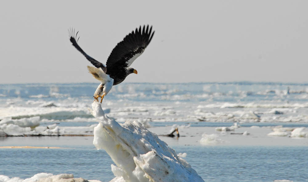 © N Russ Steller - Sea Eagle